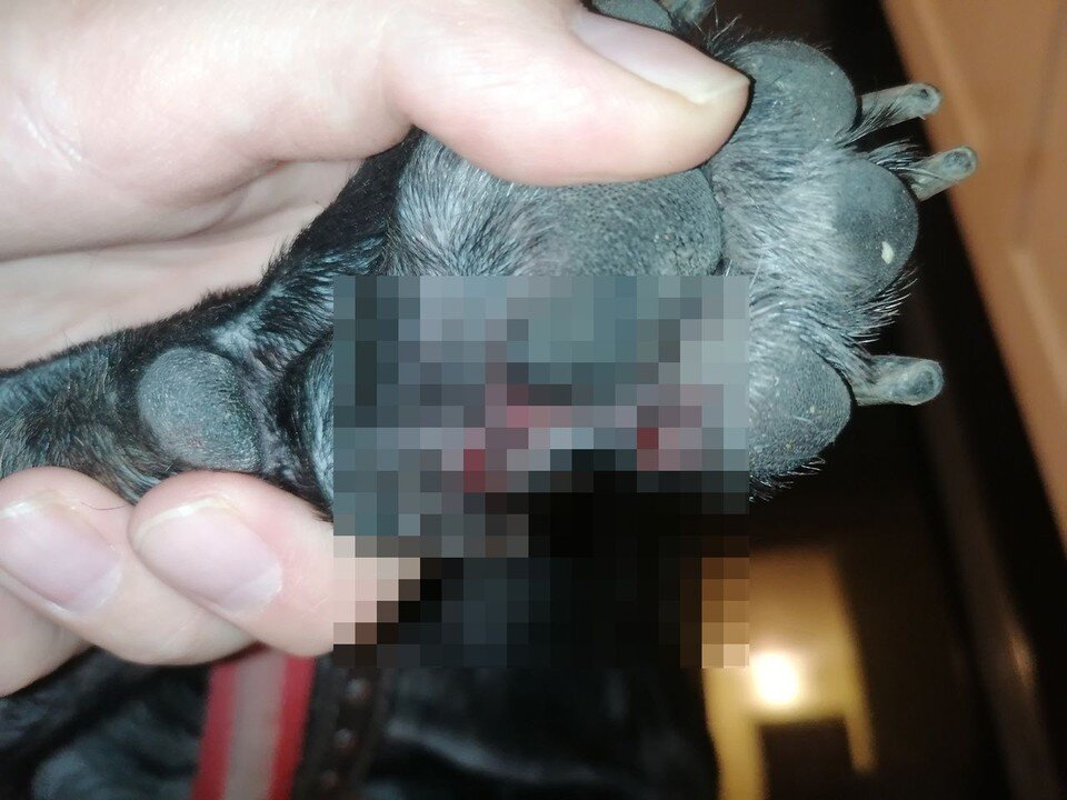    Силы собак были неравные. Фото: предоставлено Ириной.