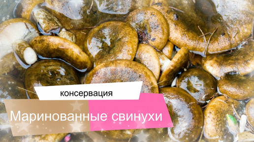 Приготовление свинушек на зиму ⋆ Готовим вкусно, красиво и по-домашнему!