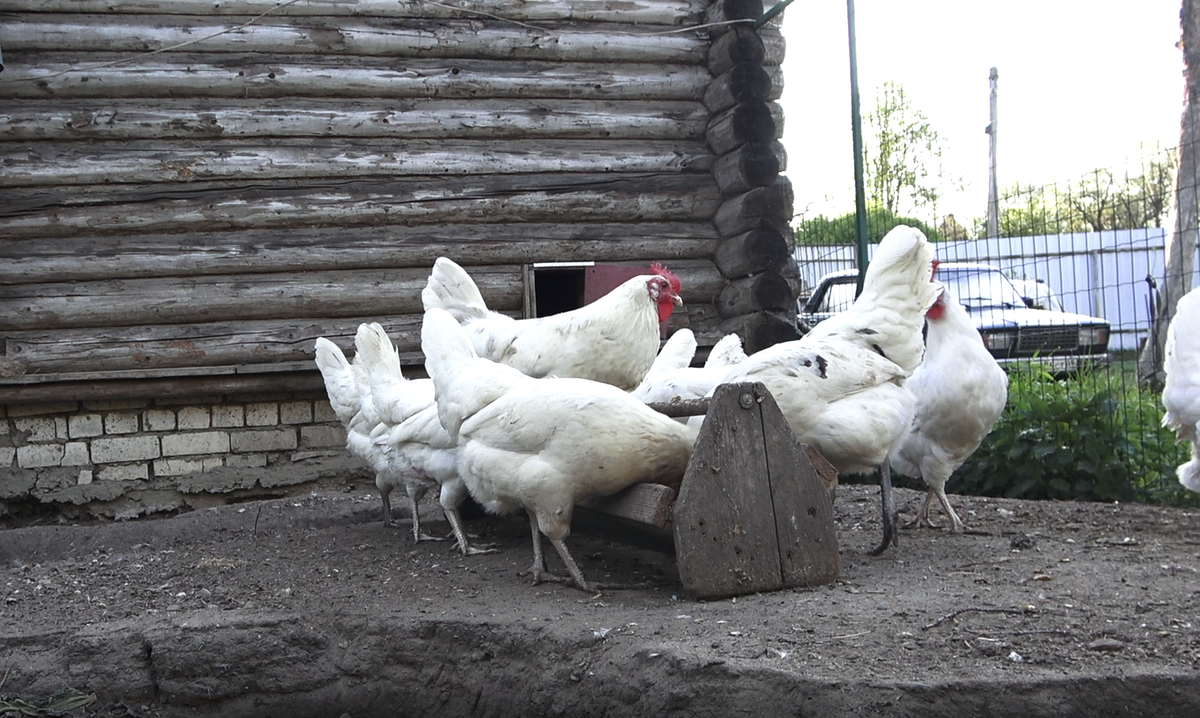 курятник и куры