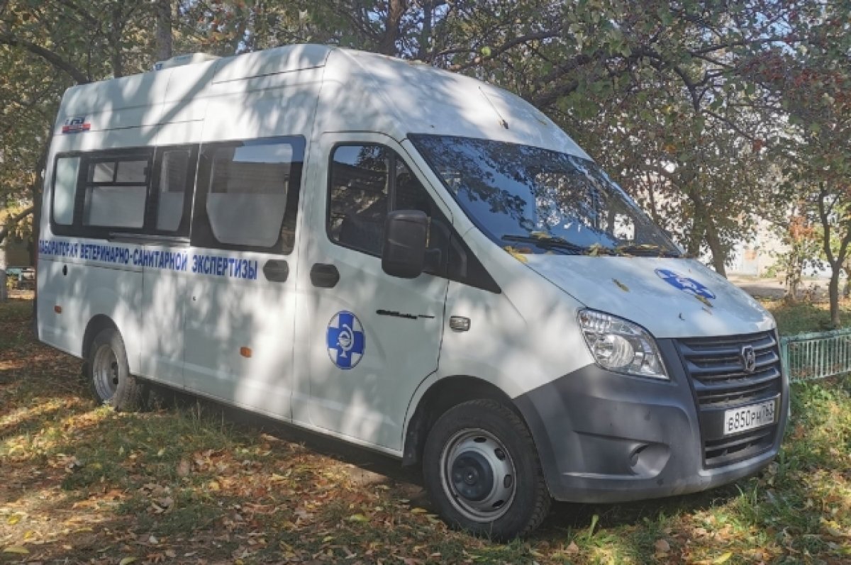    В Тольятти нашли умершую от бешенства лису, нужно привить домашних животных