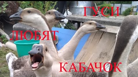 Построим каркасный дом вашей мечты