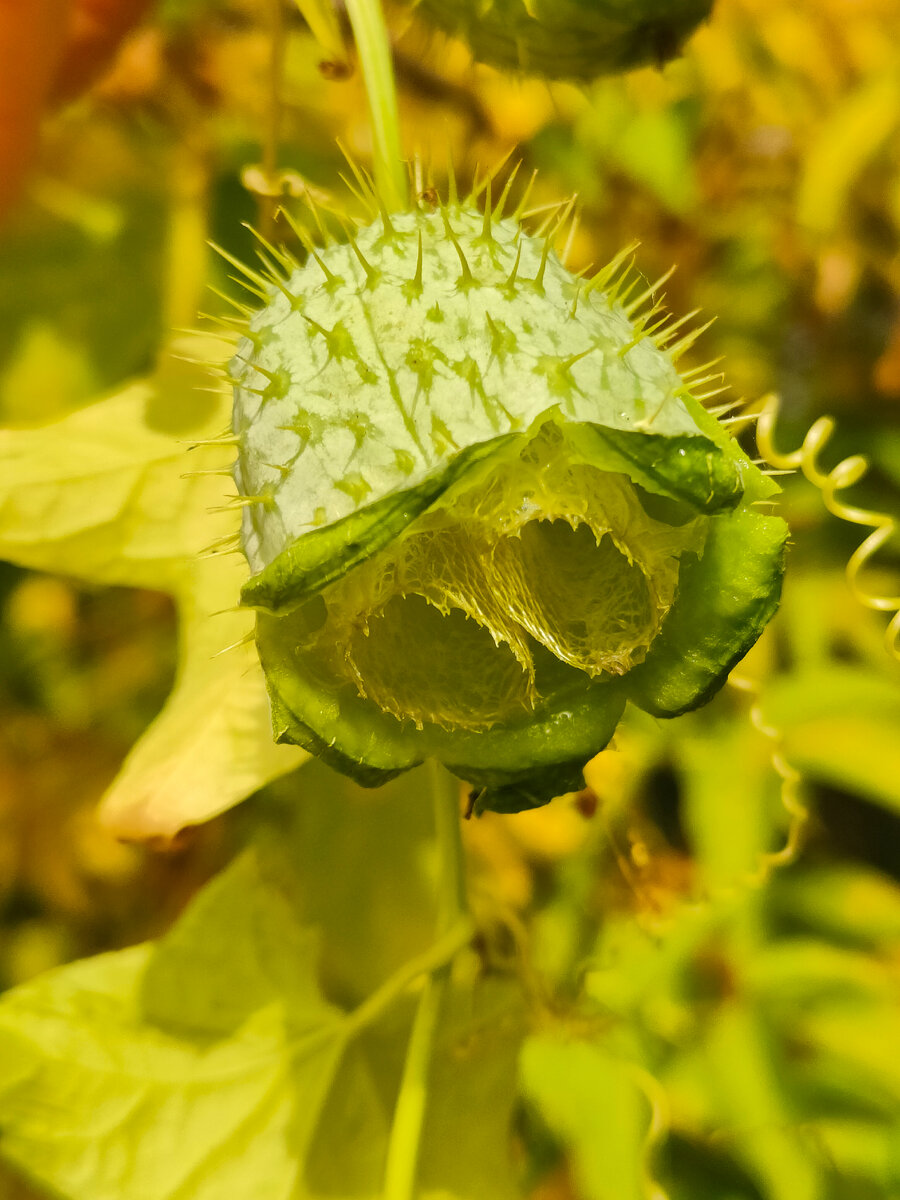 Примерный вид матери семейства во время поисков. Зелена, колюча, глаза навыкате. Там же талия.