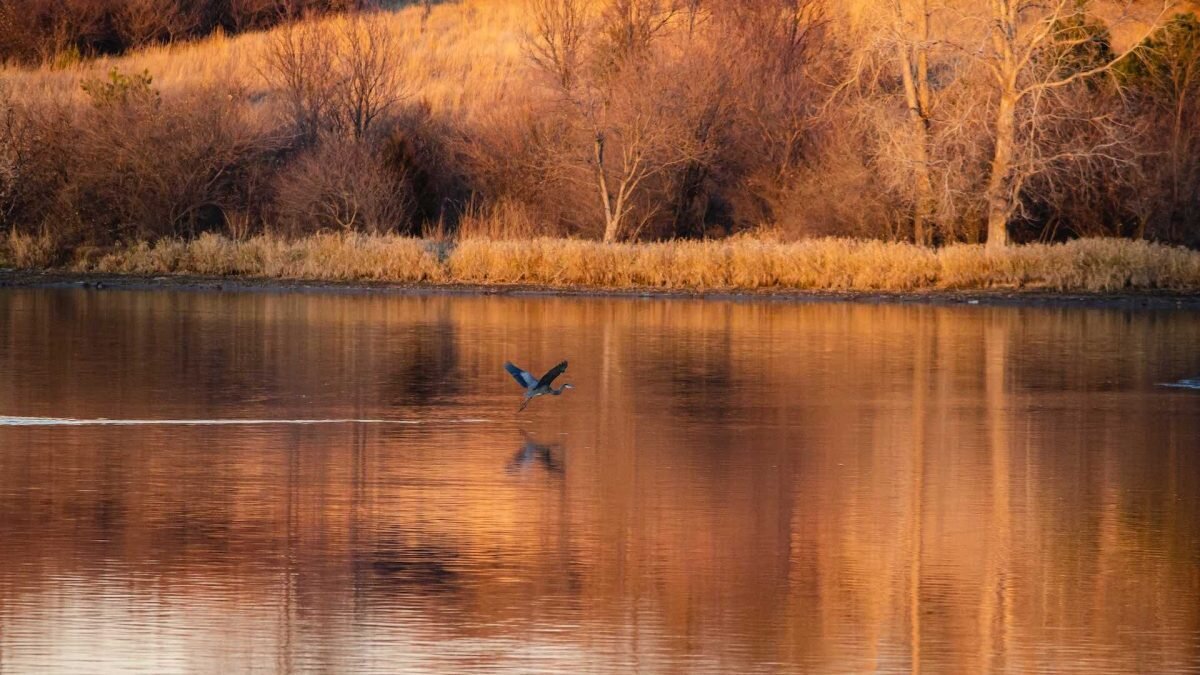    Фото: Jeffrey Hamilton / Unsplash Амин Абдулманов