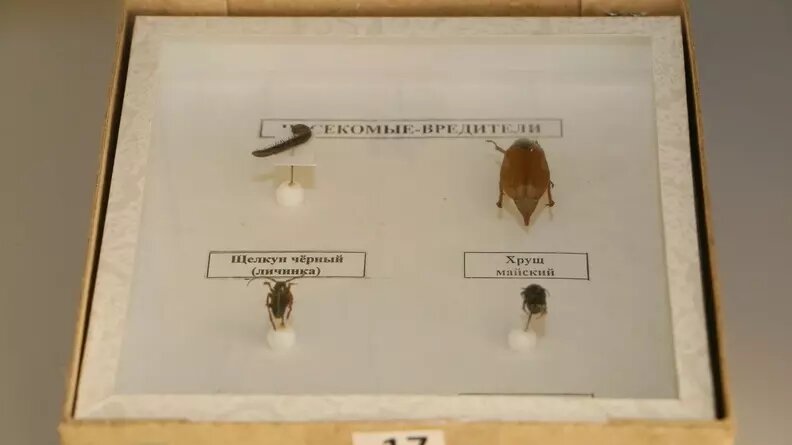     Горожане сообщают о том, что во многих районах города невозможно выйти на улицу — атакуют насекомые. Почему гнус мучает тюменцев в середине осени?