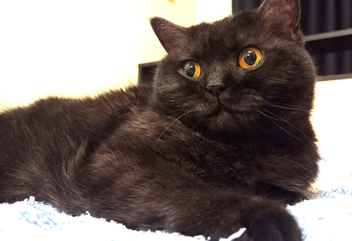 Кошкинья очень рада, что у неё таких проблем нет