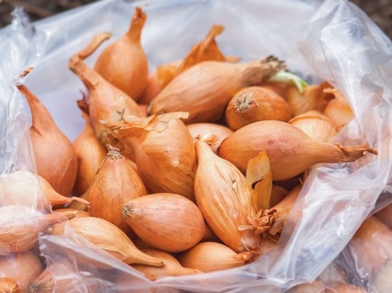 Так озимый лук не сажают: 3 маленькие ошибки при подготовке к посадке здорово снижают всхожесть. Про обрезку, "протравливание" и сроки