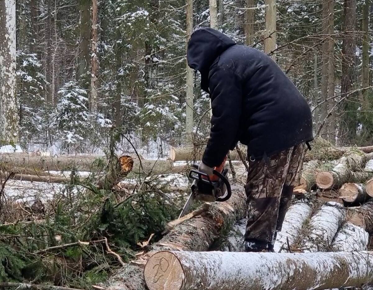 Лесорубы в лесу