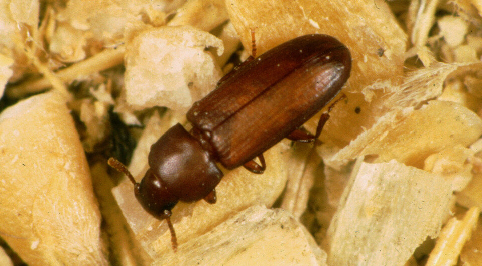   Entomology, CSIRO / Wikimedia Commons CC BY-SA 3.0