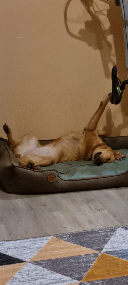 Арья спит - тут снято в REMфазе. У этой девочки с мышцами всё ок