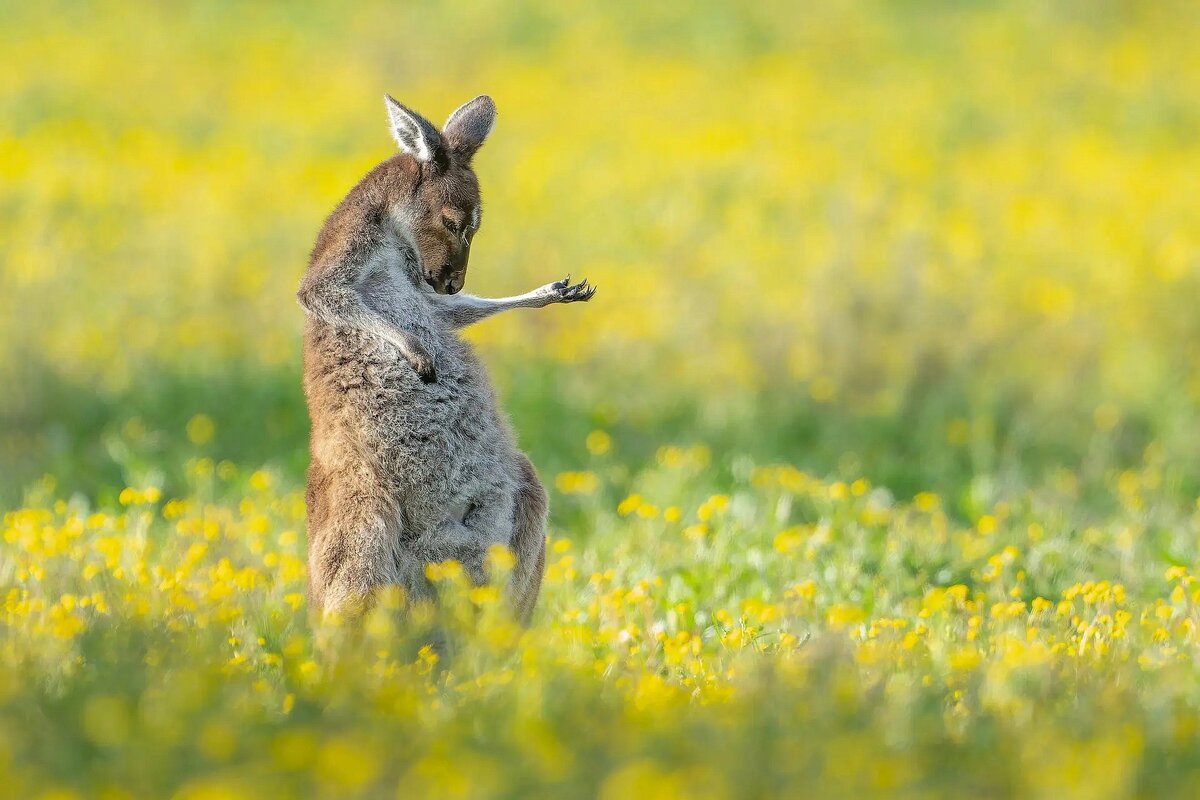 Фото: comedywildlifephoto