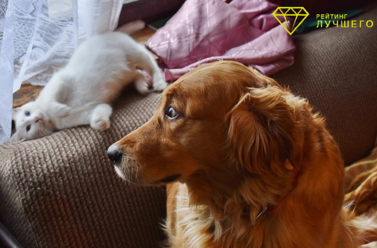 Средства от блох