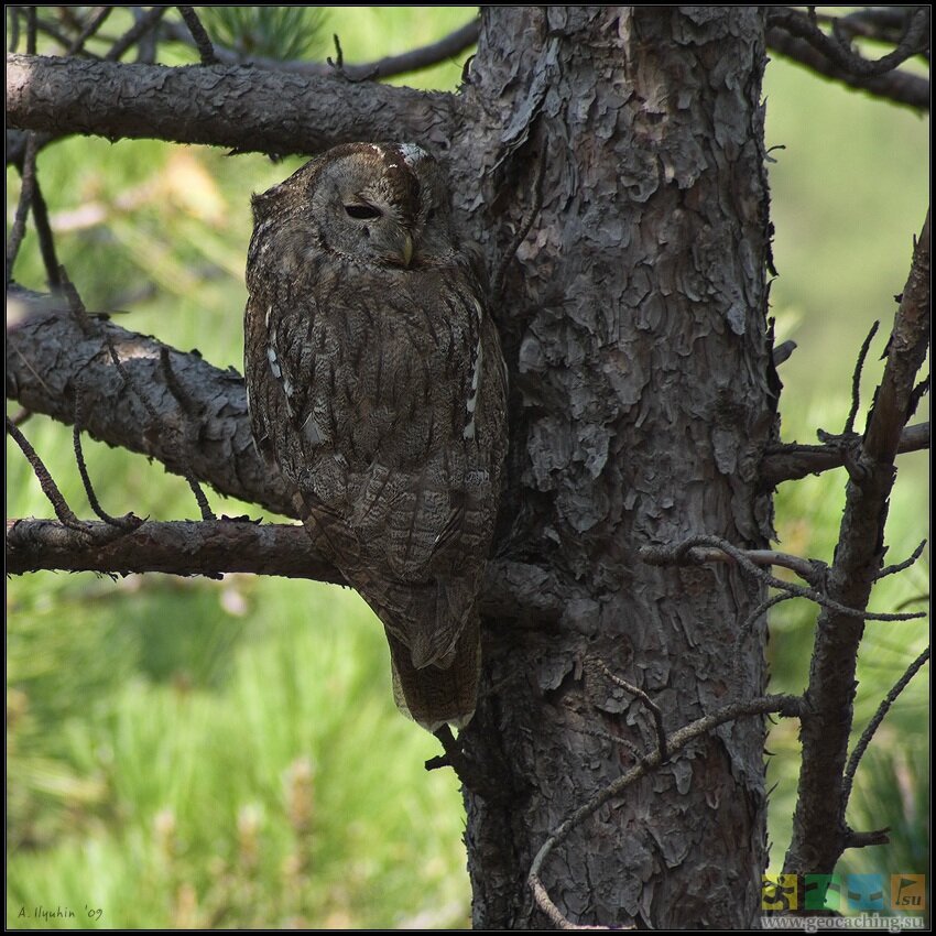 Сова мимикрия. Незаметными о них и. Мимикрия леопард. Маскировка животных мимикрия. Маскировка животных.