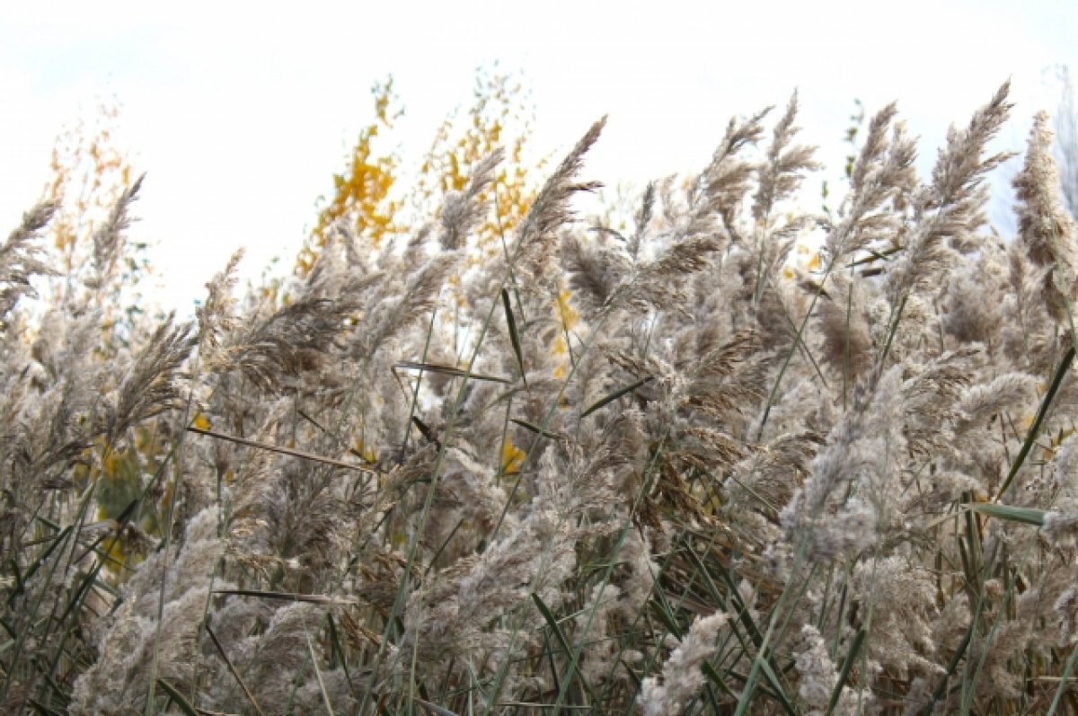    7 октября в Тульской области ожидается усиление ветра до 21 м/с