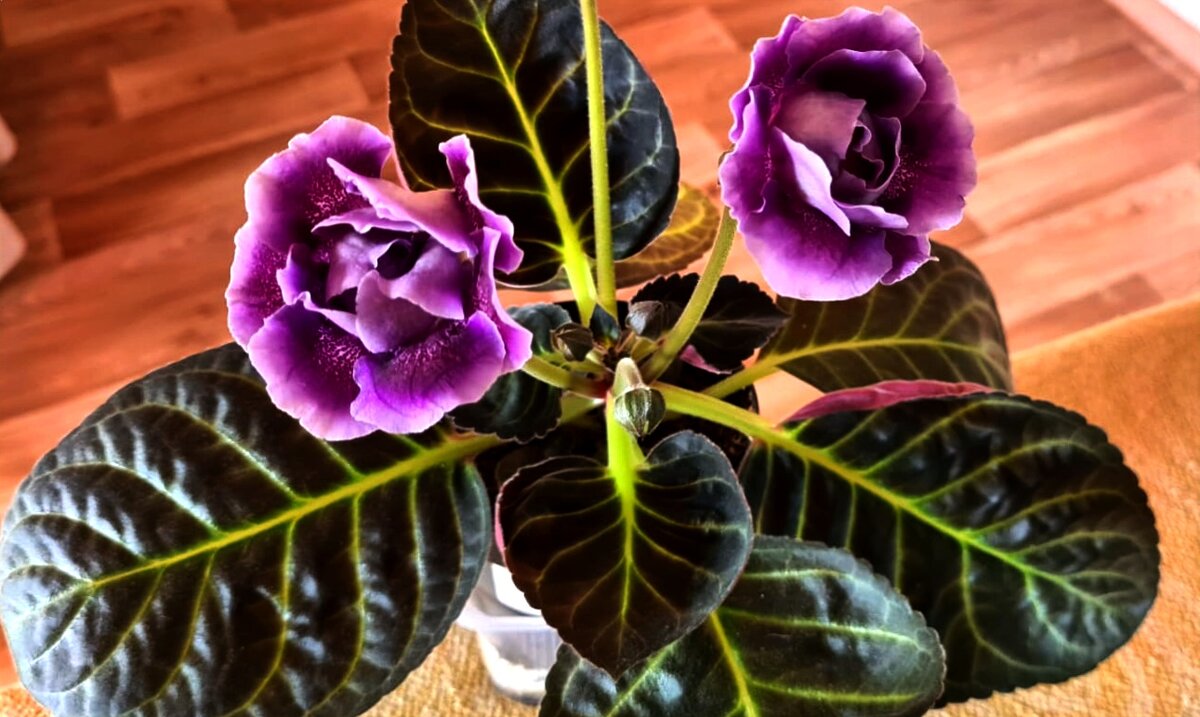 Цветок не мой, но очень красивый👍