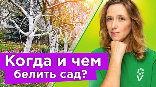 Такая побелка защитит деревья от рака и не смоется за зиму дождями! Когда и как правильно белить сад