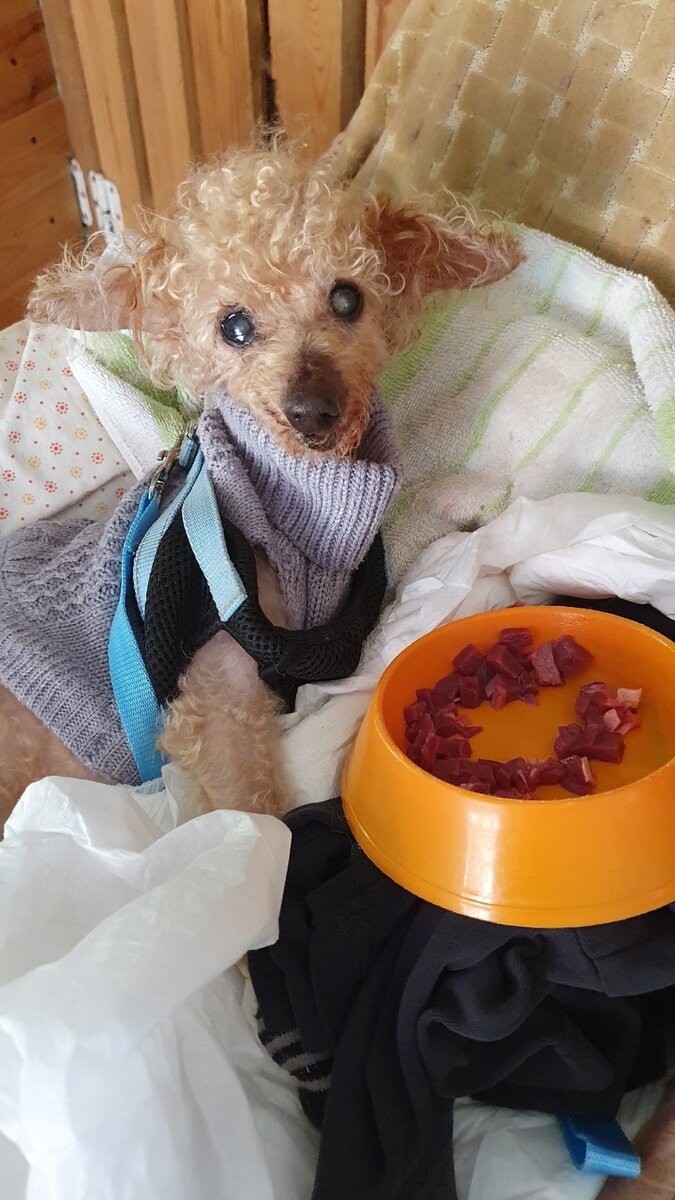 Фото из группы «Зоозащита. Им нужна наша помощь! г. Псков» в социальной сети «ВКонтакте».