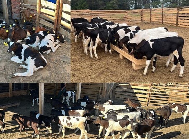     Как фермер из Республики Коми развивает мясное животноводство
