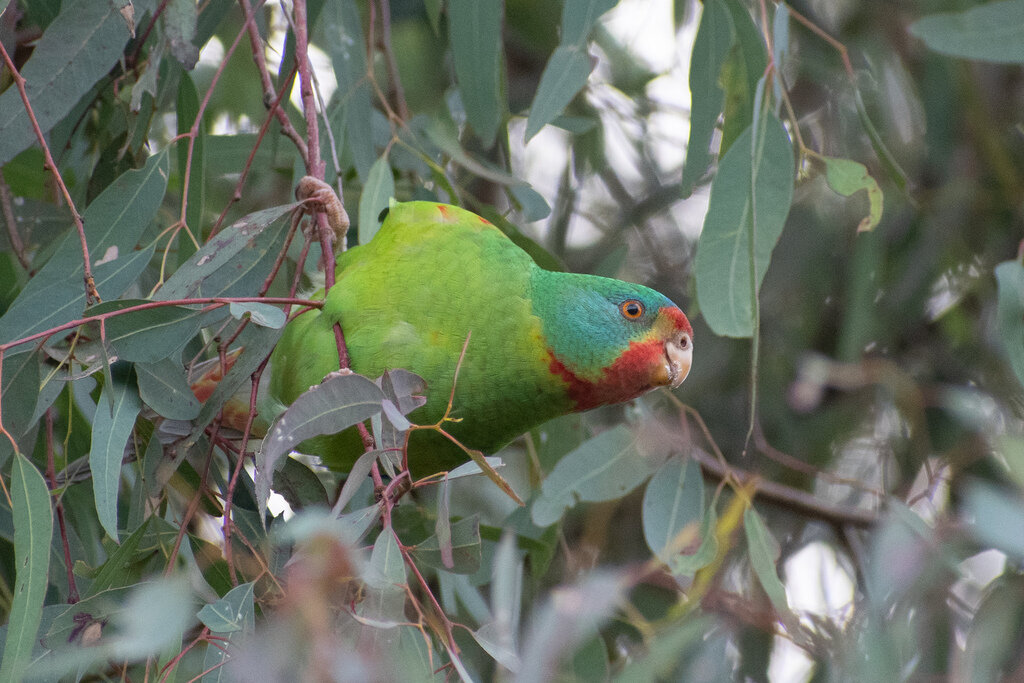 Lathamus discolor (Фото Ben Johnson)