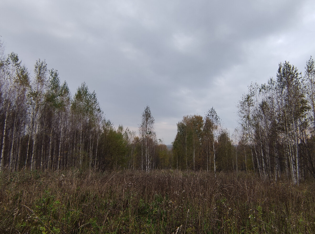 Бурьян покоричневел, посерел
