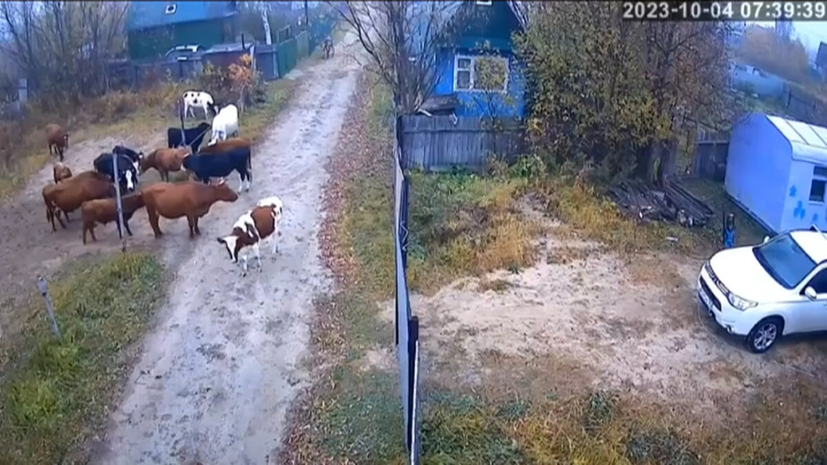    Коровы, которые гуляют сами по себе, привлекли внимание вартовчан