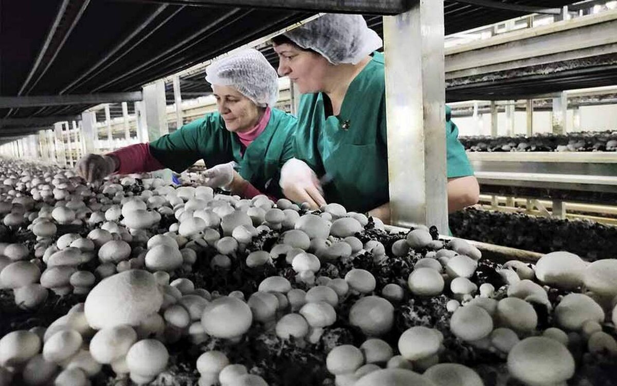    Теплицы «Грибов Белогорья» попробуют продать с третьей попытки за 286 млн рублей Фото из группы компании в соцсети «ВКонтакте»