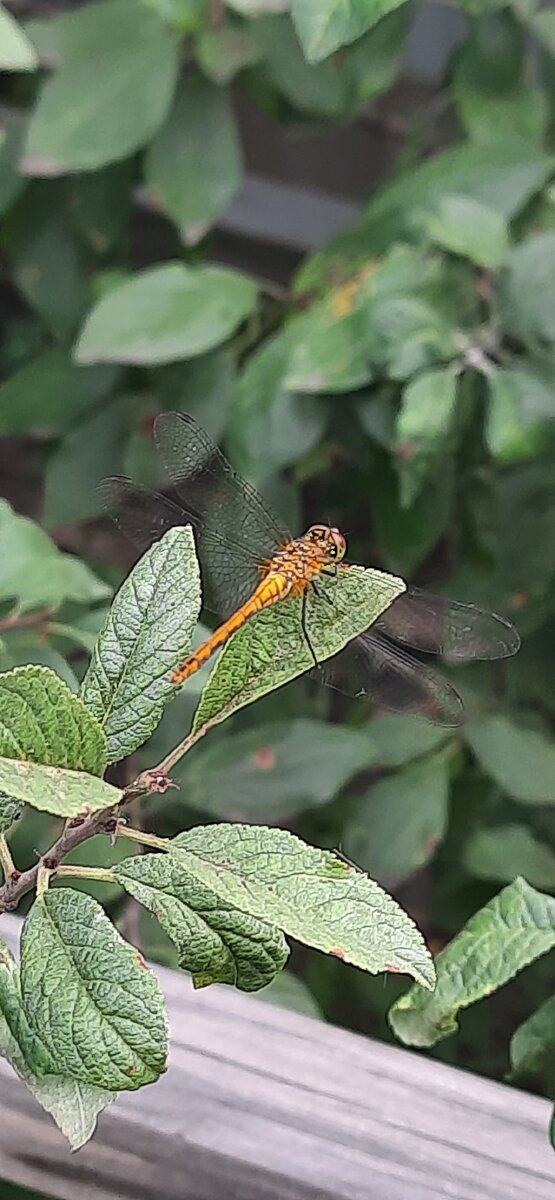 Просто фото летнее)))