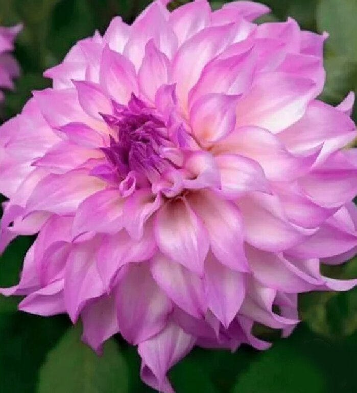 Георгина Колорадо классик