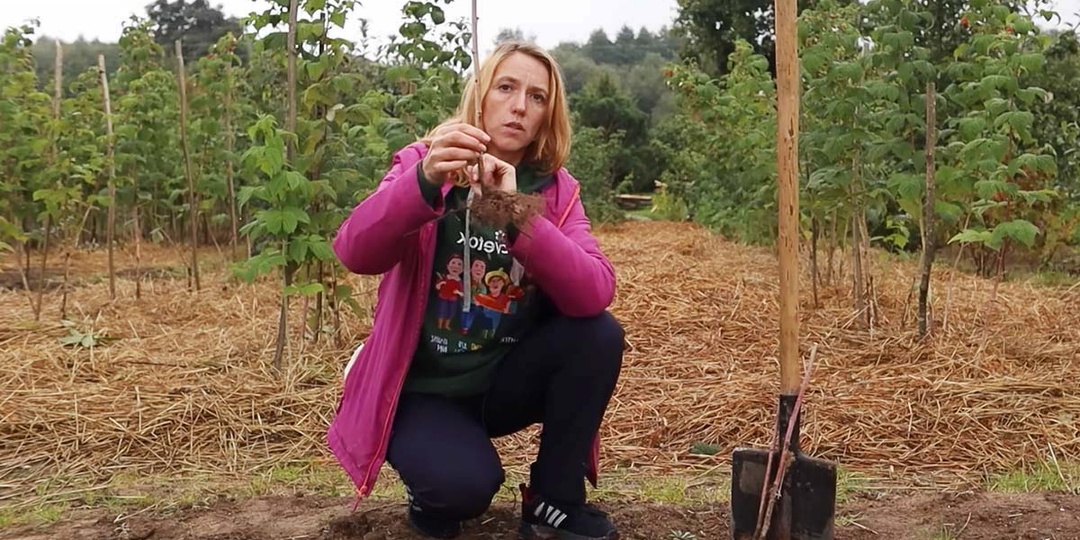 Правильная посадка малины осенью: рекомендации биолога