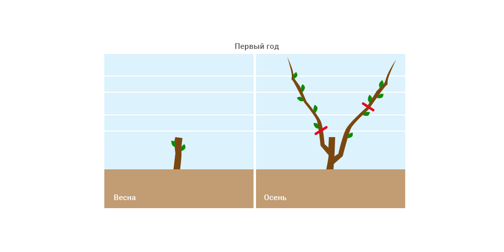 Схема обрезки винограда весной. Формирование винограда схема самая простая по годам. Подвязка лозы винограда весной. Как подрезать виноград весной правильно схема обрезки.