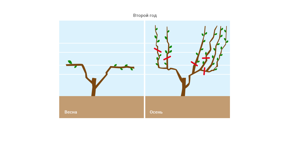 Подвязка винограда весной для начинающих в картинках. Обрезка винограда по годам схема. Схема обрезки винограда весной. Обрезка винограда весной для начинающих как обрезать правильно.