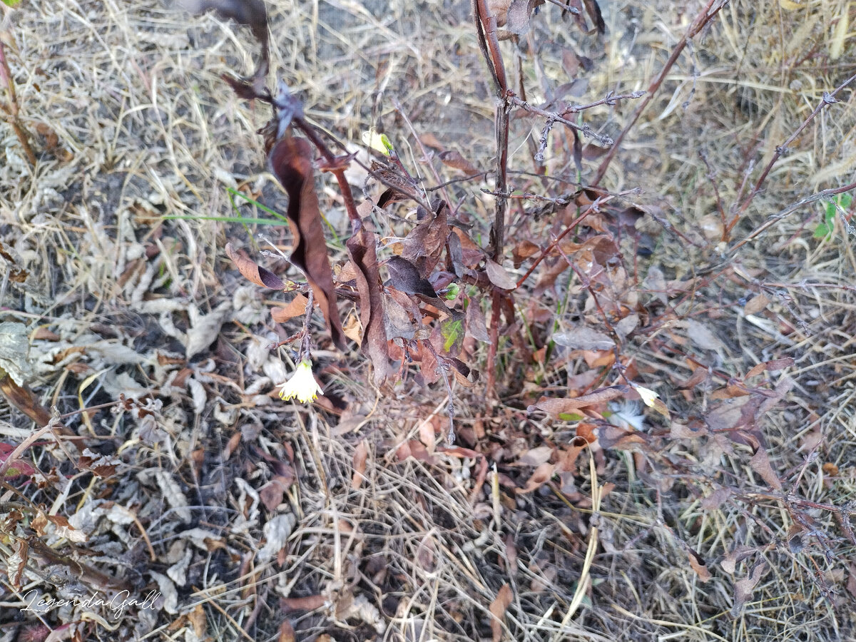 Всего 5 цветочков и одна уже почти ягодка. А сам кустик 30 см ростом )))