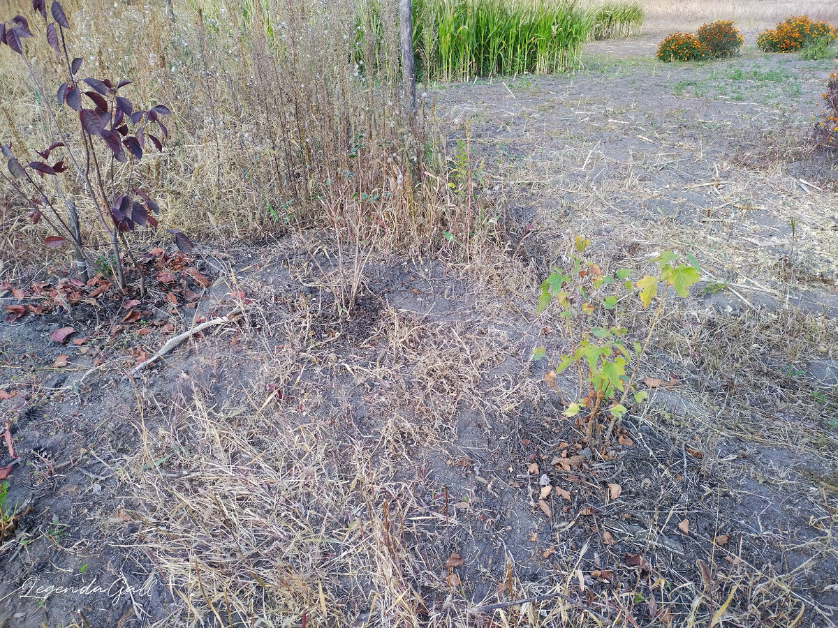 Сморода, крыжовник и арония