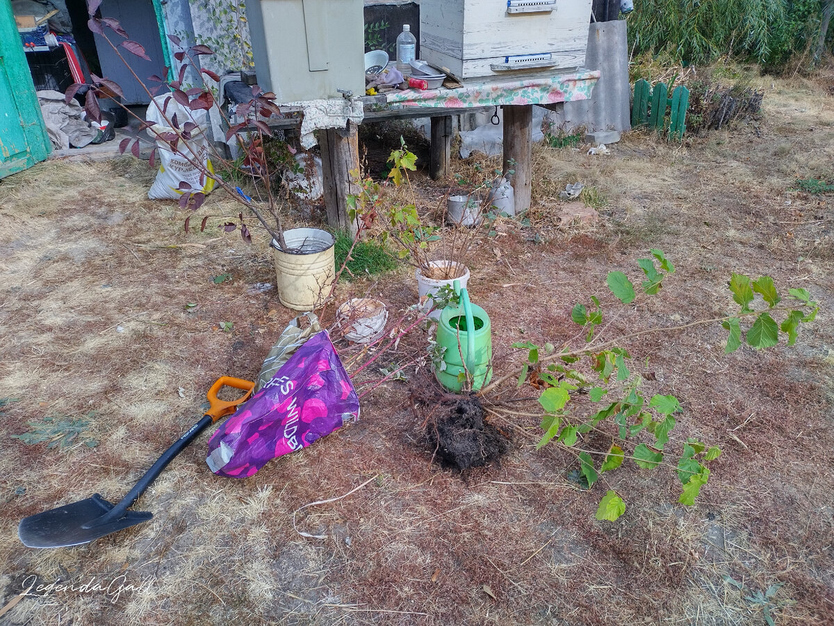 Притащила все во двор. Захватила также жимолость и оба фундука