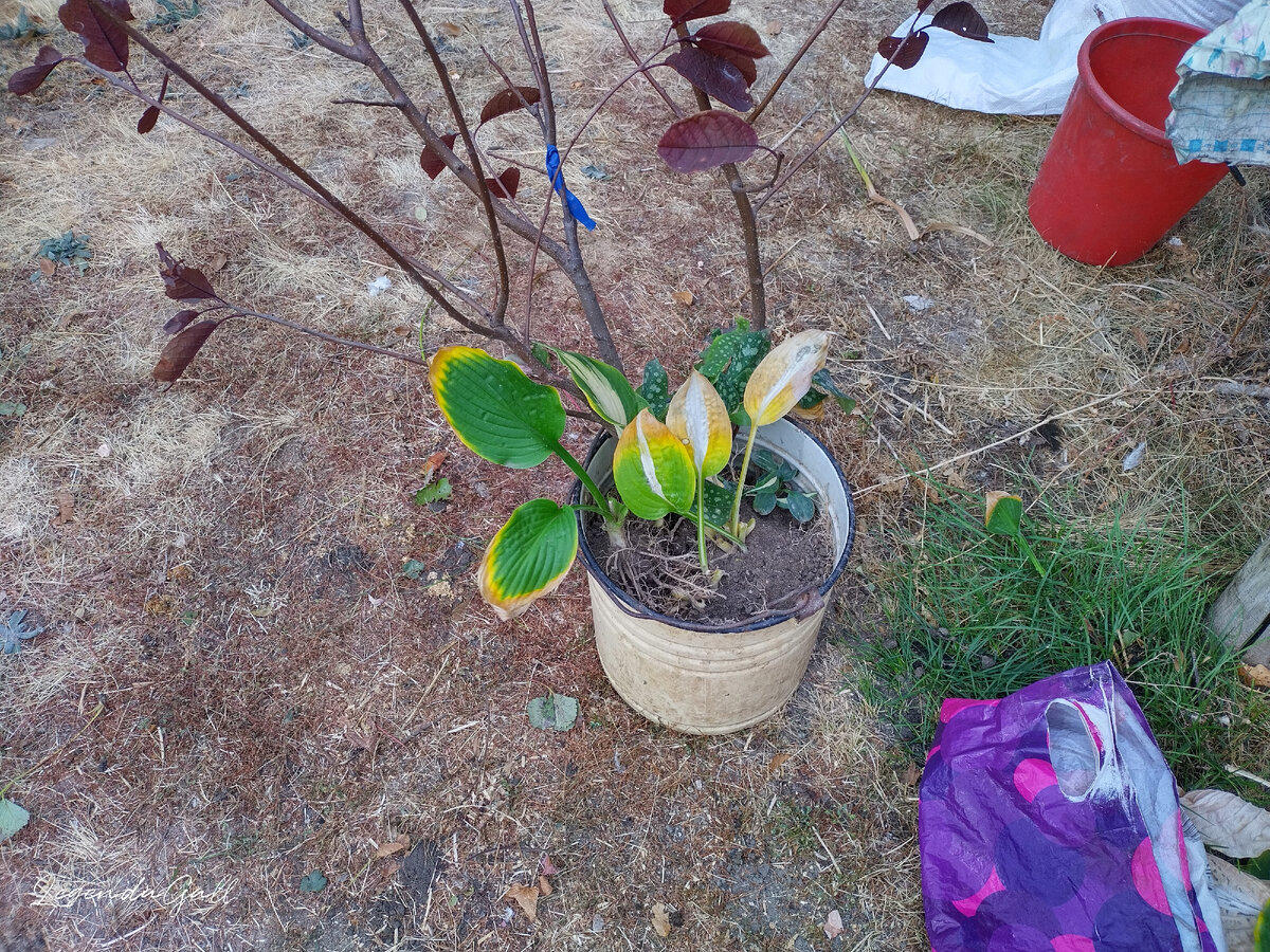 К черноплодке хосты присоседила