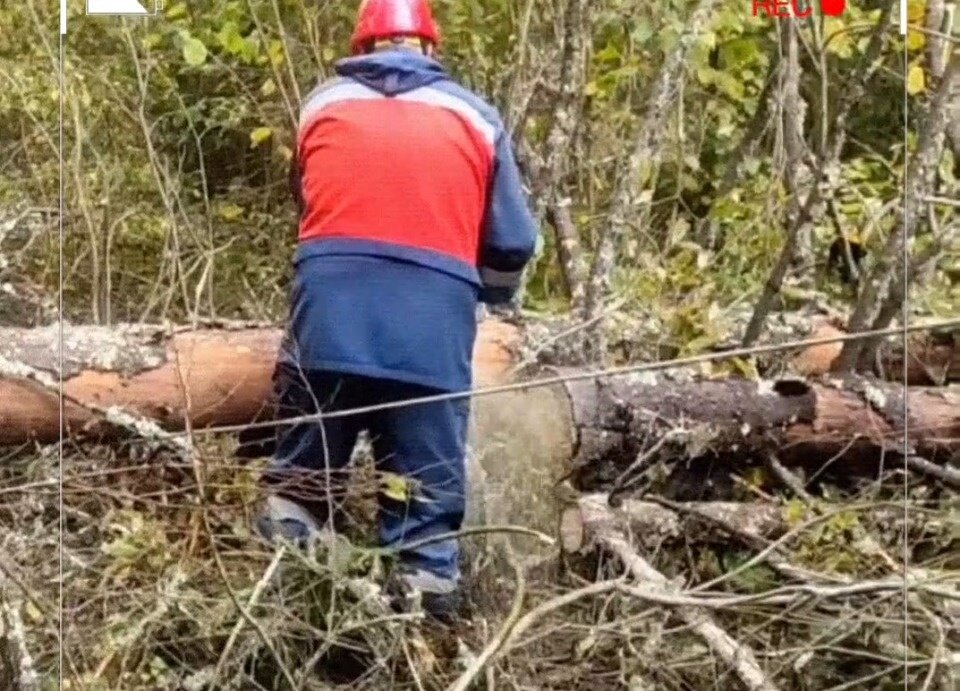 Фото: скрин видео из Телеграм-канала «Россети Северо-Запад»