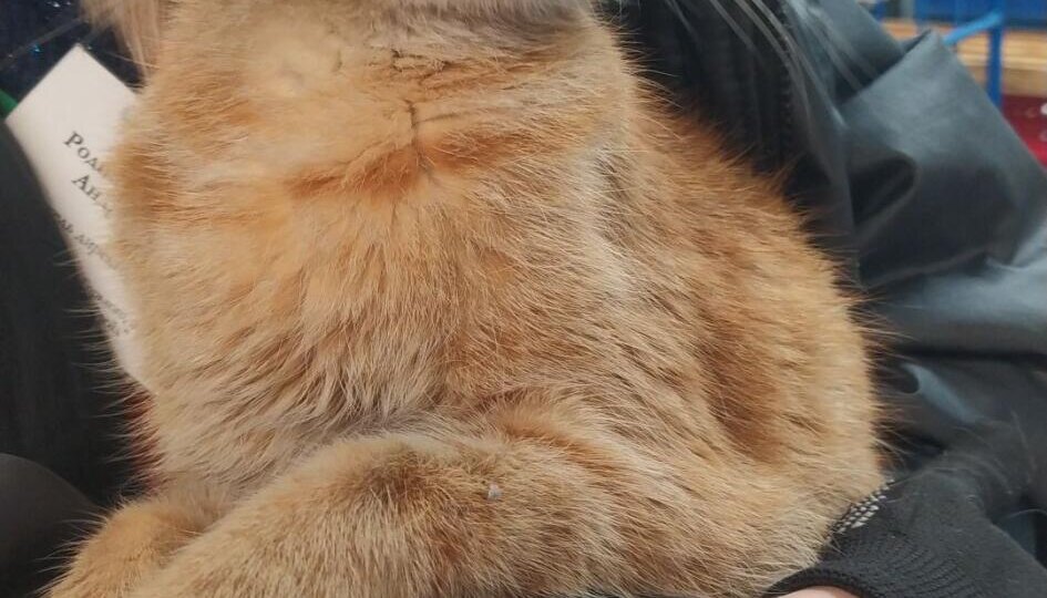 Кот нашёлся спустя 2 года