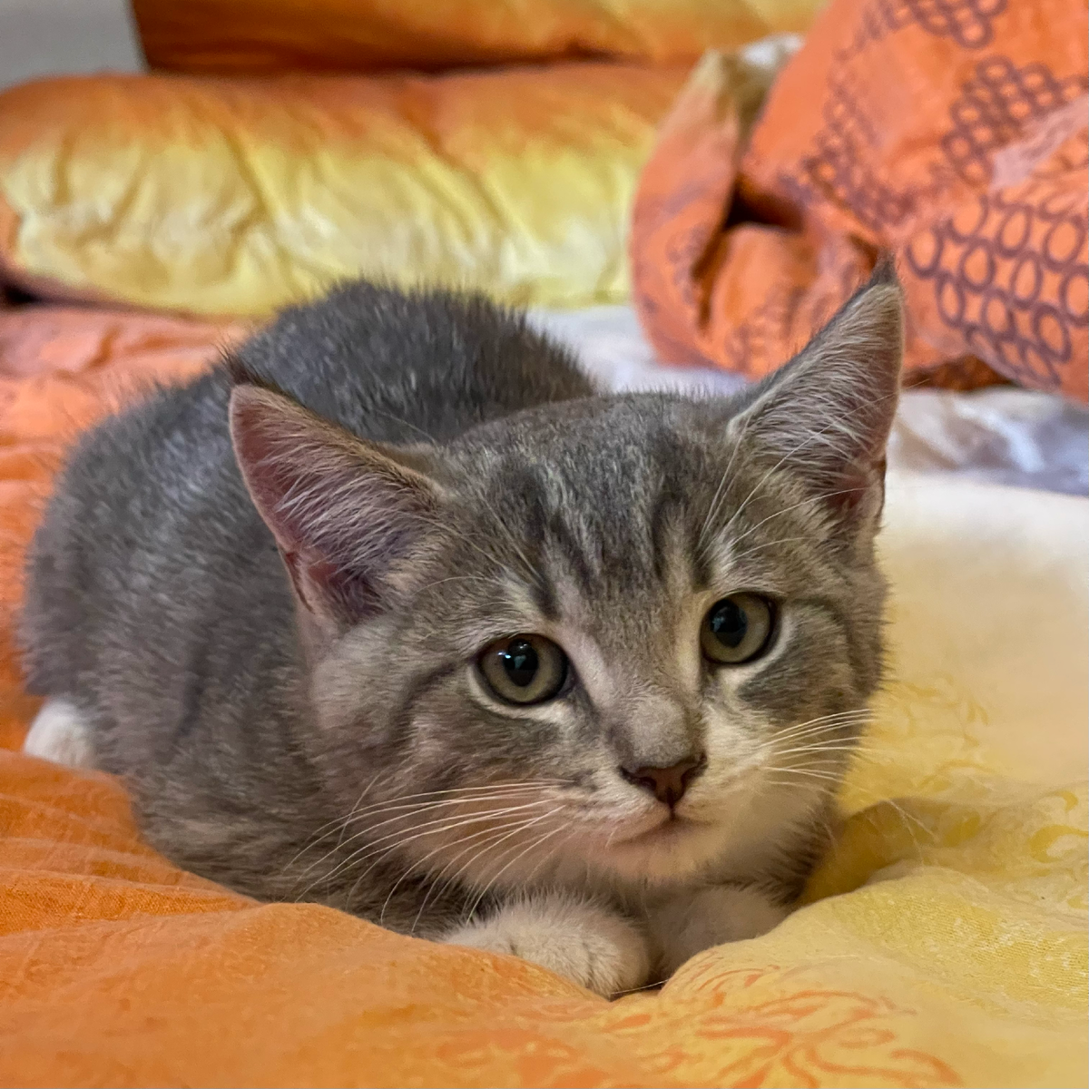 Даже не спросили возраст или дату рождения. Будет повод заглянуть к соседям и расспросить. Думаем, около двух месяцев ей было. Наша девочка присматривается к нам, 26 августа 2023