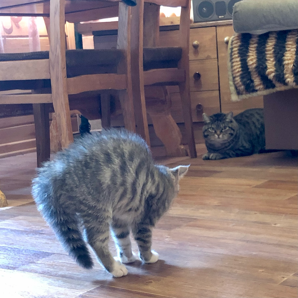 Оба принюхивались и устрашающе мяукали. Рысик решил, что чем медленнее он будет проходить мимо шипящего комочка, тем он не заметнее. И, вообще, ему это все кажется. 