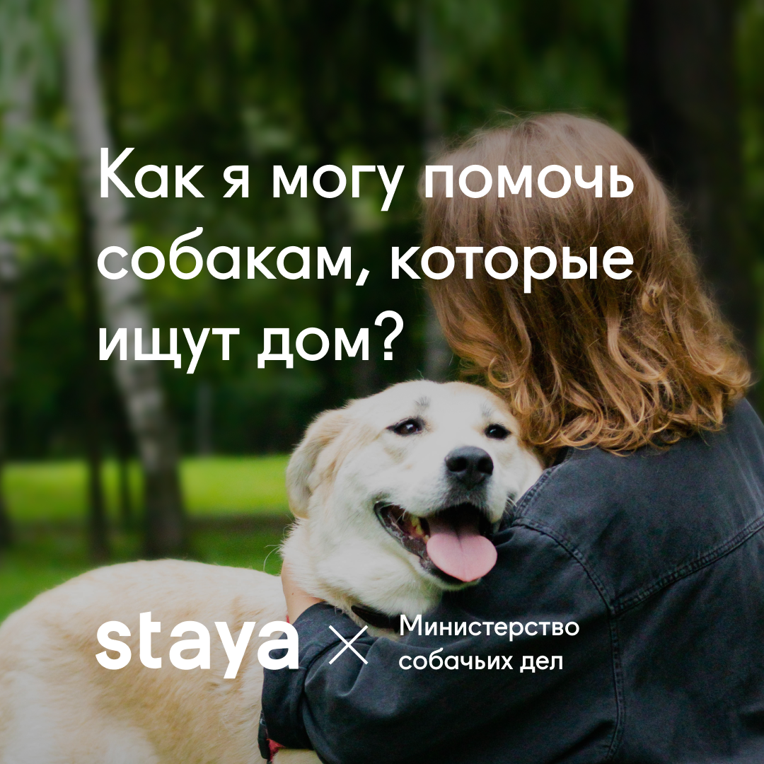 Как я могу помочь собакам, которые ищут дом? | staya | Дзен