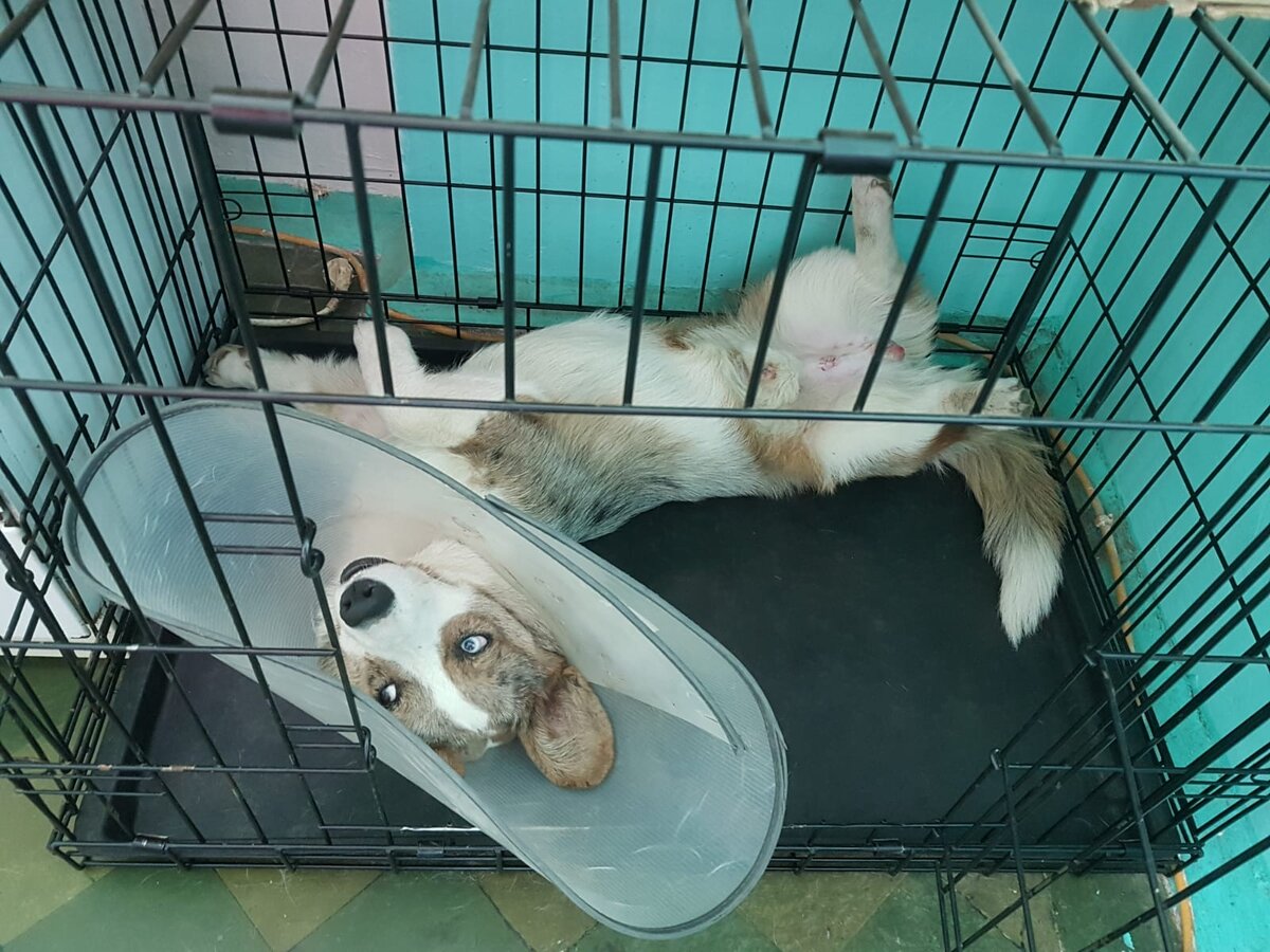 На этом фото Купер в клетке после кастрации