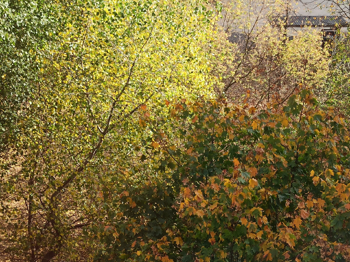 Деревья под окнами