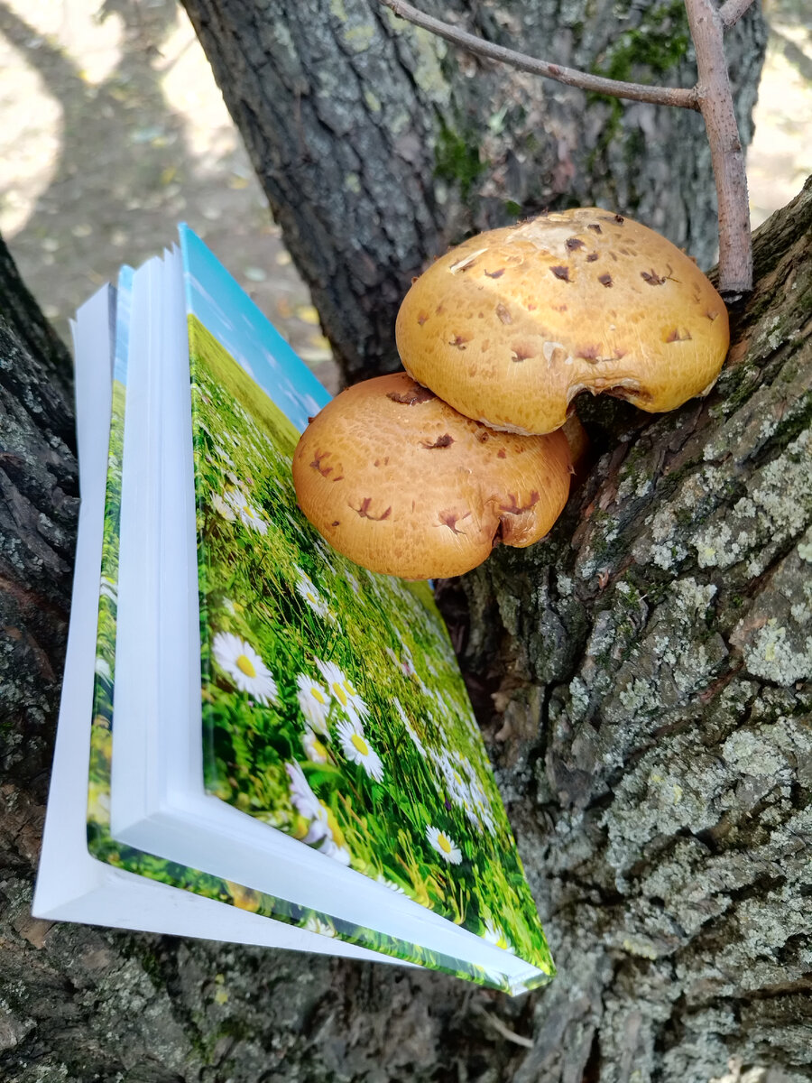 Задняя сторона обложки книги