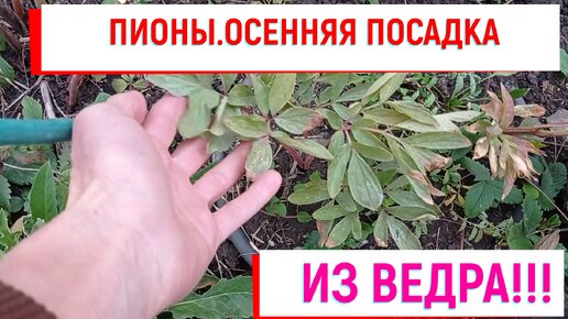 #пионы ПИОНЫ ИЗ ВЕДРА!!!#посадкапиона#какпосадитьпион#пионизведра#пион#корневищапионов#посадка#сад#садовыерастения#многолетники