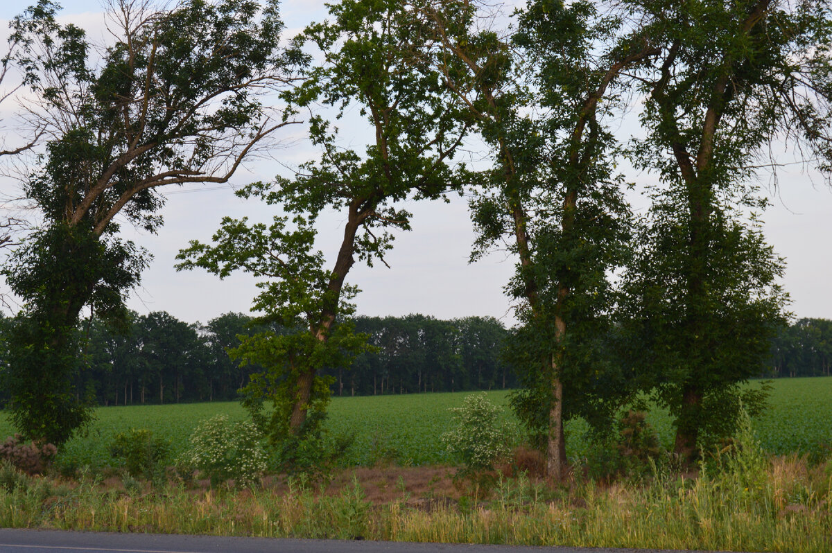 Фото автора. Лето 2023. Сахарная свекла в поле агрофирмы.