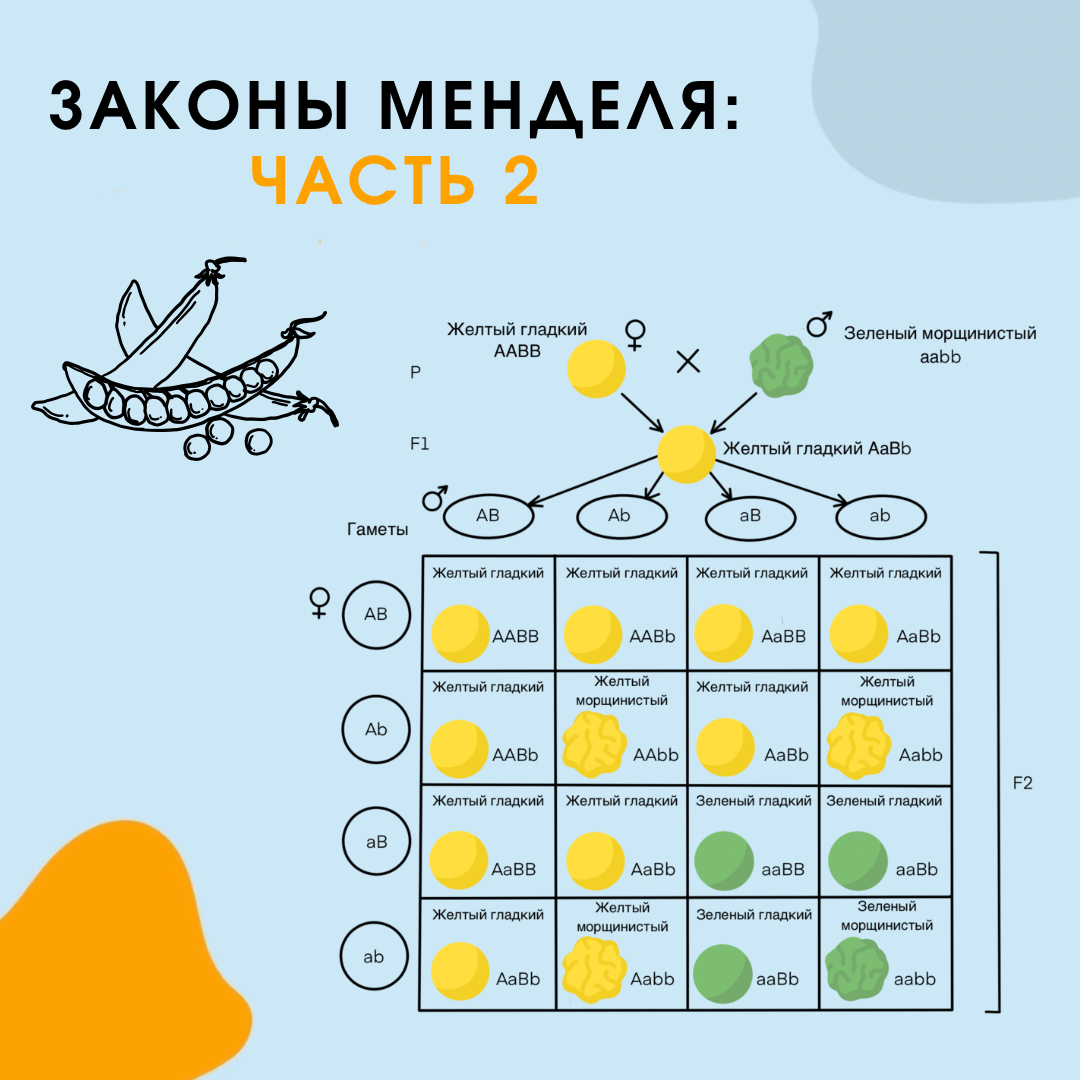 3 закон менделя закон независимого наследования. Третий закон Менделя. Независимое наследование. Третий закон Менделя биология 9 класс. Задачи 3 закон Менделя с ответами.