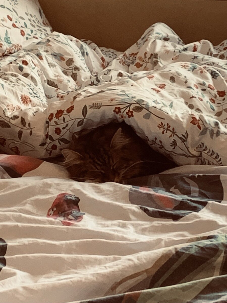 Спать под одеялом - святая обязанность любой домашней кошки!