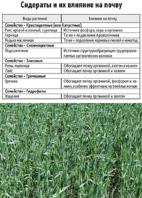 Сидераты список с картинками