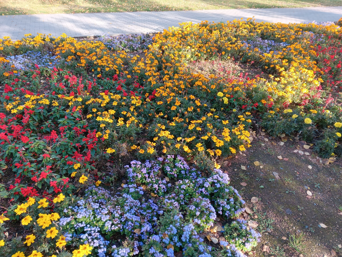 фото автора, осенние цветы в нашем городе