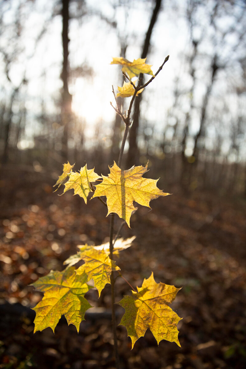 https://ru.freepik.com/free-photo/vegetation-natural-plants-in-the-park_11904831.htm#query=дерево&position=25&from_view=search&track=sph