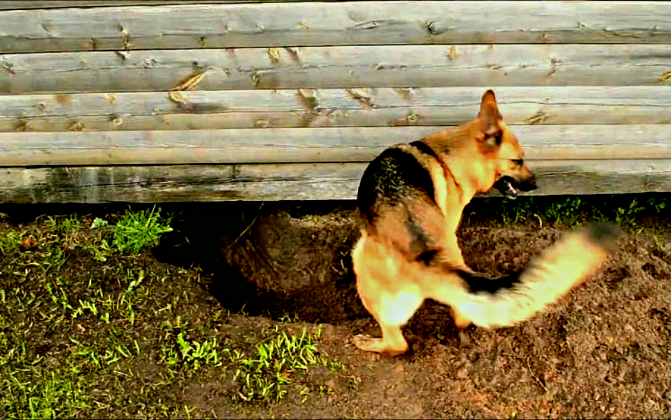 Почему собака роет ямы. Немецкая овчарка копает. Собака в сарае. Собака копает в саду.